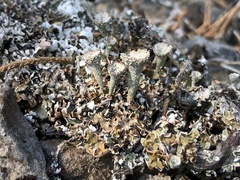 Cladonia magyarica