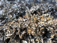 Cladonia magyarica