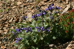 Dracocephalum imberbe