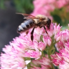 Apis mellifera
