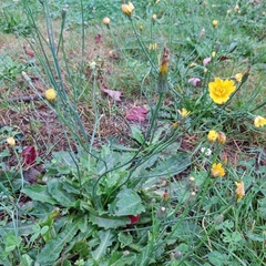 Hypochaeris radicata