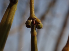 Viscum combreticola