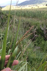 Tripsacum dactyloides