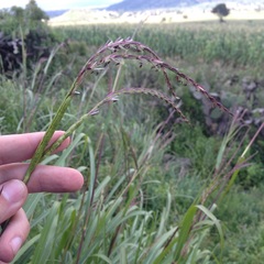 Tripsacum dactyloides