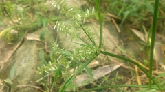 Cyperus microiria