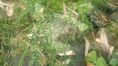 Cyperus microiria