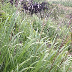 Tripsacum dactyloides