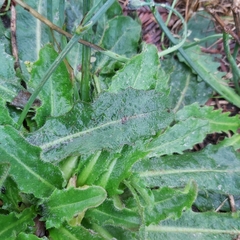 Hypochaeris radicata