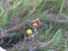 Marasmodes polycephala