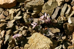 Corydalis inconspicua