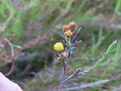 Marasmodes polycephala