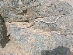 Pseudalsophis elegans