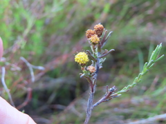 Marasmodes polycephala