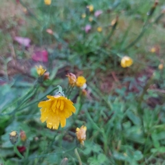 Hypochaeris radicata