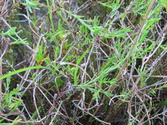 Marasmodes polycephala