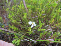 Lachnaea grandiflora