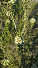 Mortonia scabrella