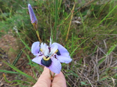 Moraea villosa