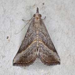 Hypena degesalis