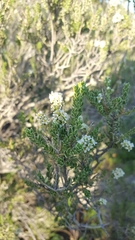 Mortonia scabrella
