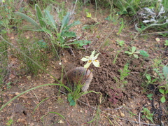 Cryptomys hottentotus