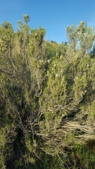 Mortonia scabrella