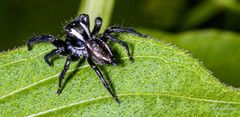 Carrhotus viduus