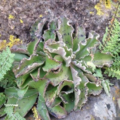 Thompsonella minutiflora