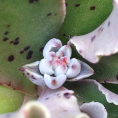 Thompsonella minutiflora