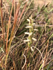 Spiranthes magnicamporum