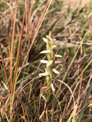 Spiranthes magnicamporum