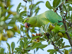 Psittacula krameri