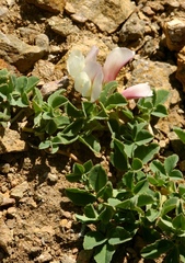 Trifolium eximium