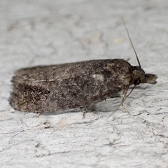 Eucosma sombreana