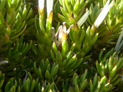 Coprosma ernodeoides