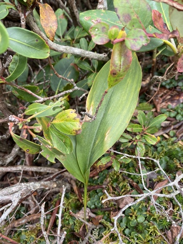 Convallaria pseudomajalis (Convallaria pseudomajalis)
