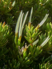 Coprosma ernodeoides