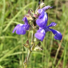 Salvia laevis