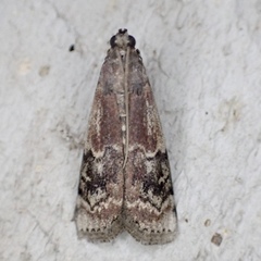 Euzophera ostricolorella