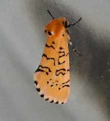 Chrysoecia atrolinea