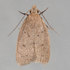 Inga obscuromaculella