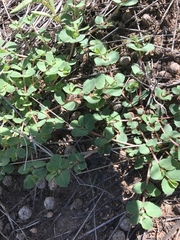 Euphorbia stictospora