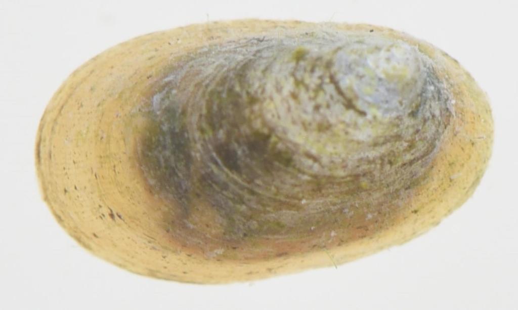 Burnupiidae