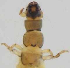 Cheumatopsyche thomasseti