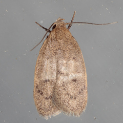 Inga obscuromaculella