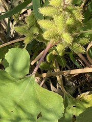 Xanthium strumarium canadense