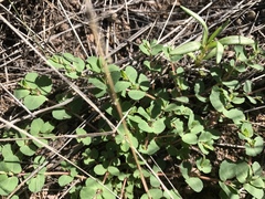 Euphorbia stictospora