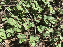 Euphorbia stictospora