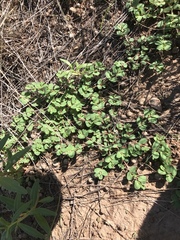 Euphorbia stictospora