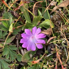 Primula integrifolia